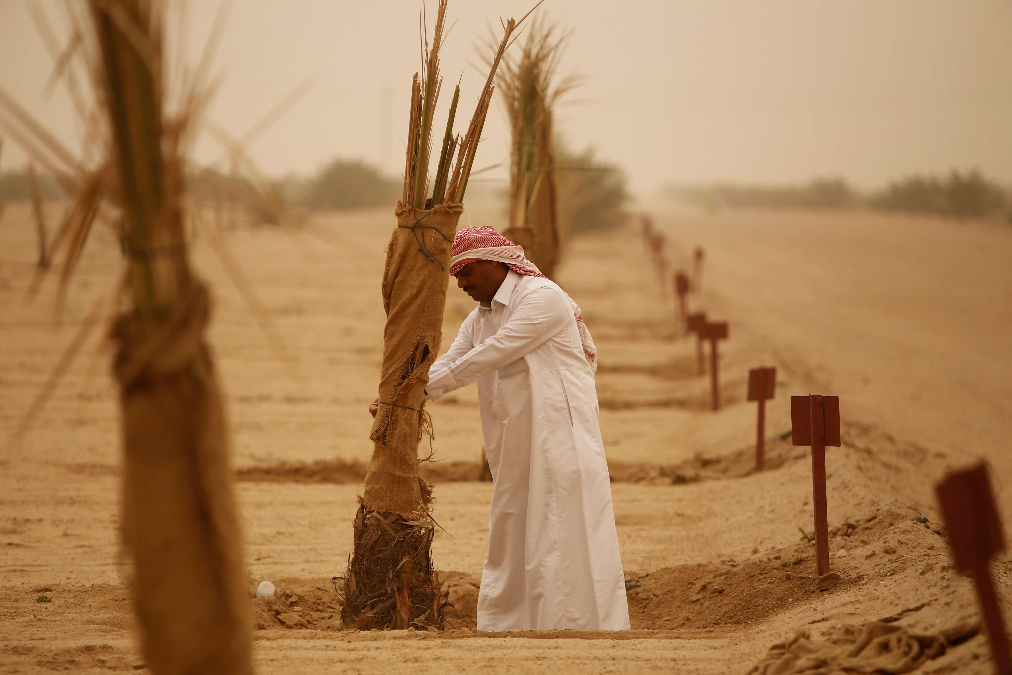 مشروع نخيل البلح بالبادية الجنوبية في العراق