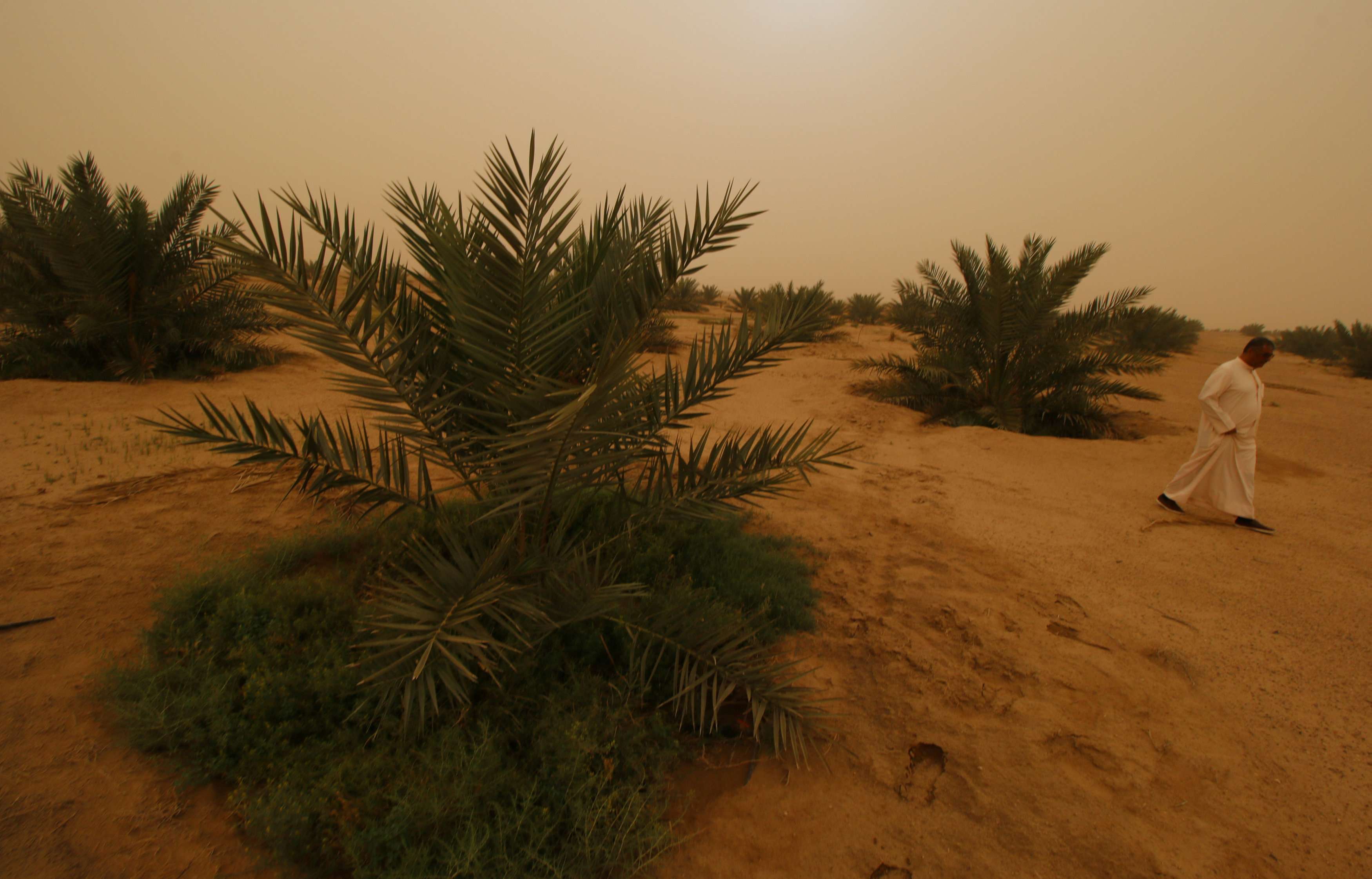 مشروع نخيل البلح بالبادية الجنوبية في العراق