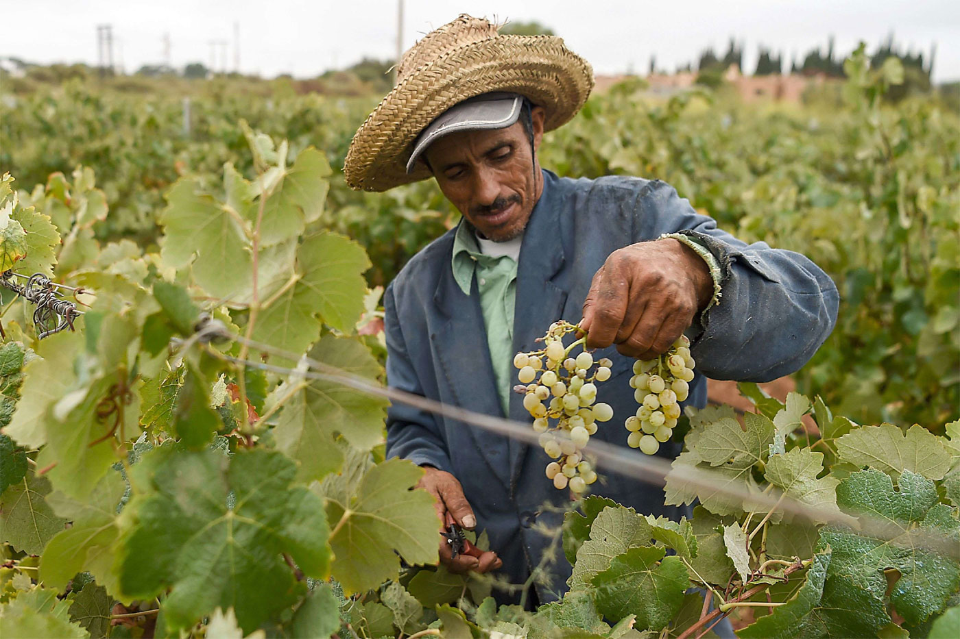 Agriculture accounts for 14.5 percent of Morocco's economy 