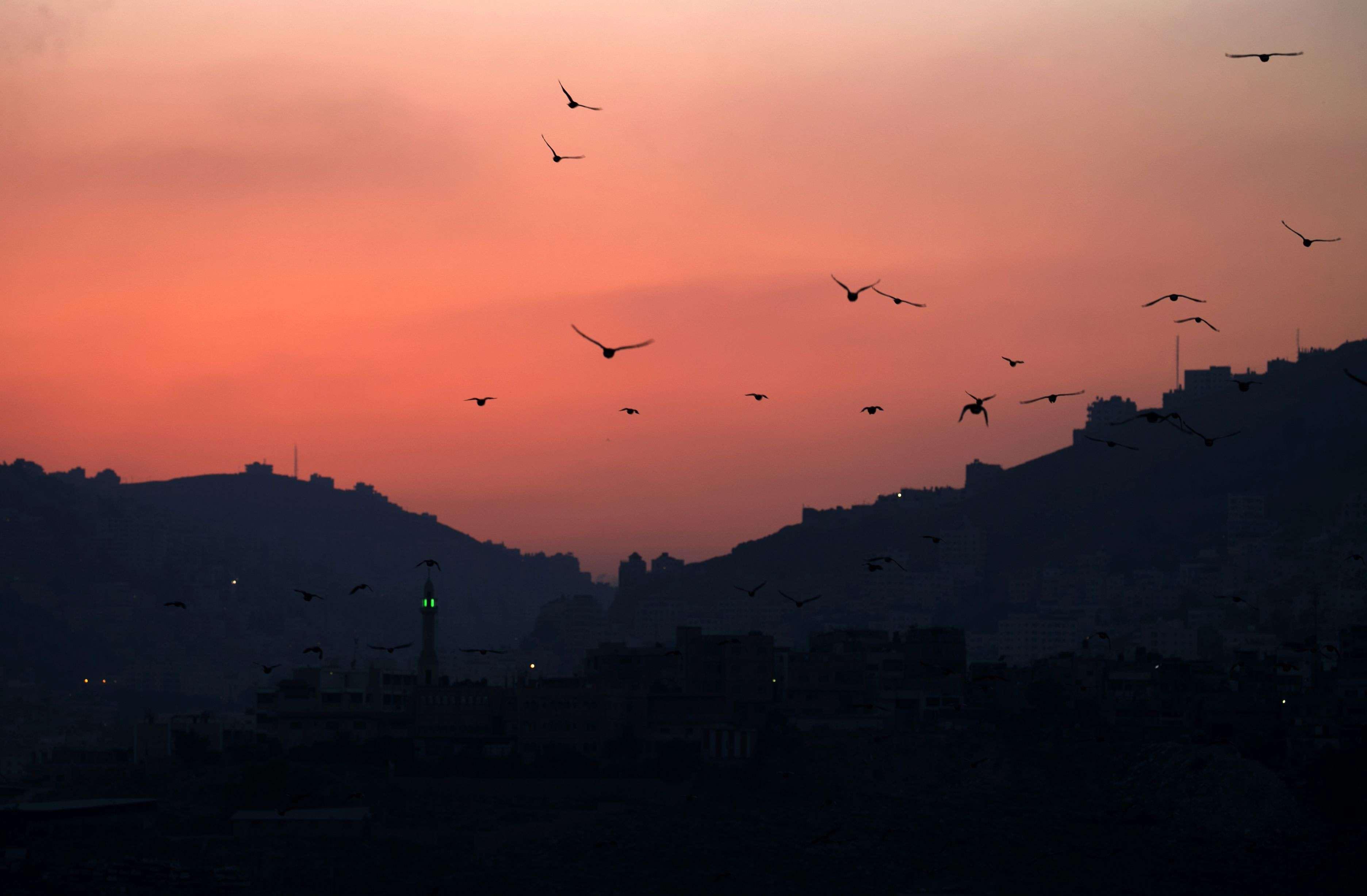 Around 500 million birds migrate through Israel and the Palestinian territories each year