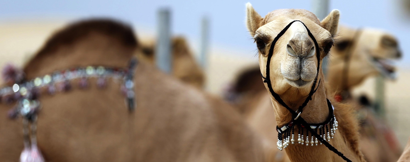مهرجان تراثي