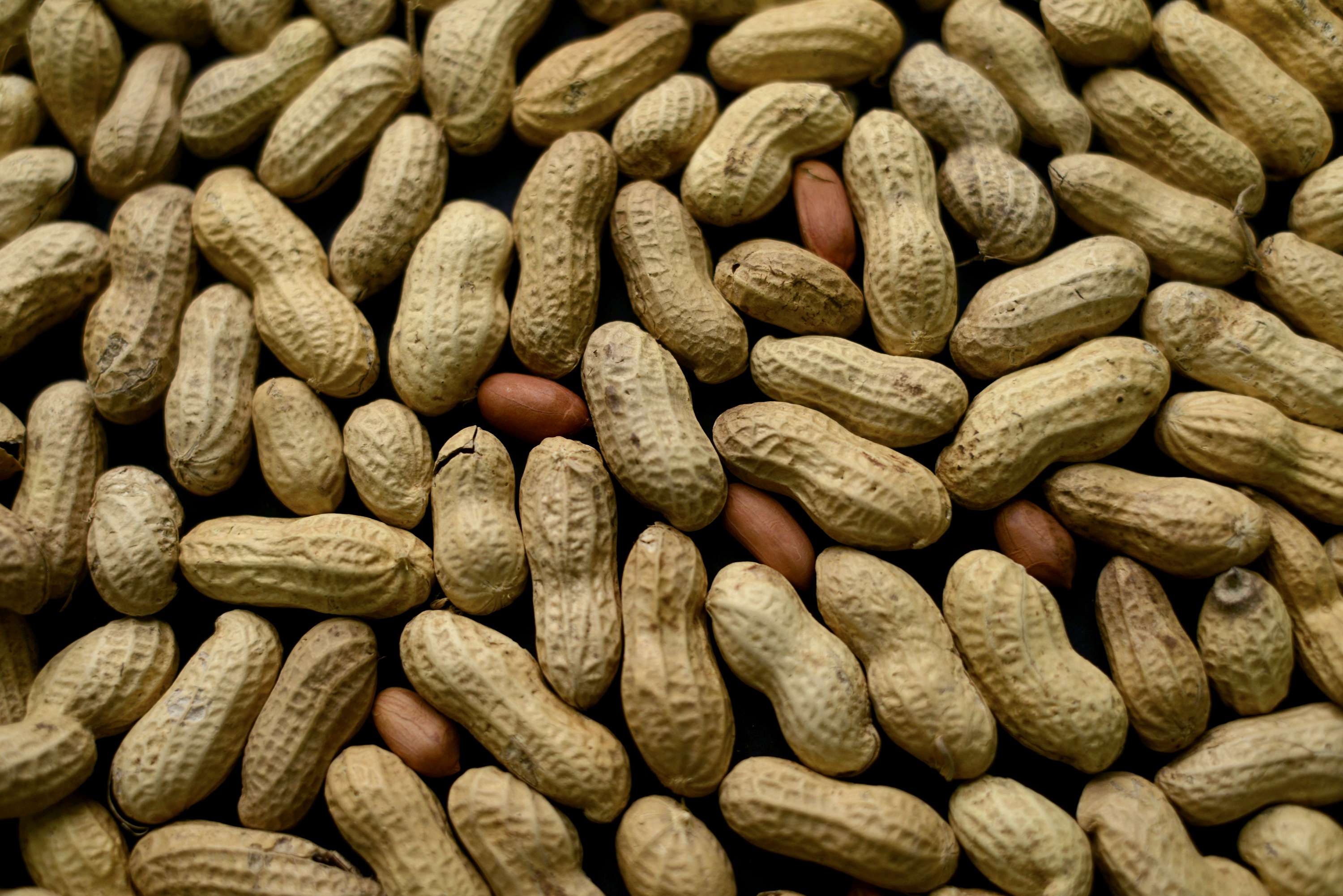  الفول السوداني 