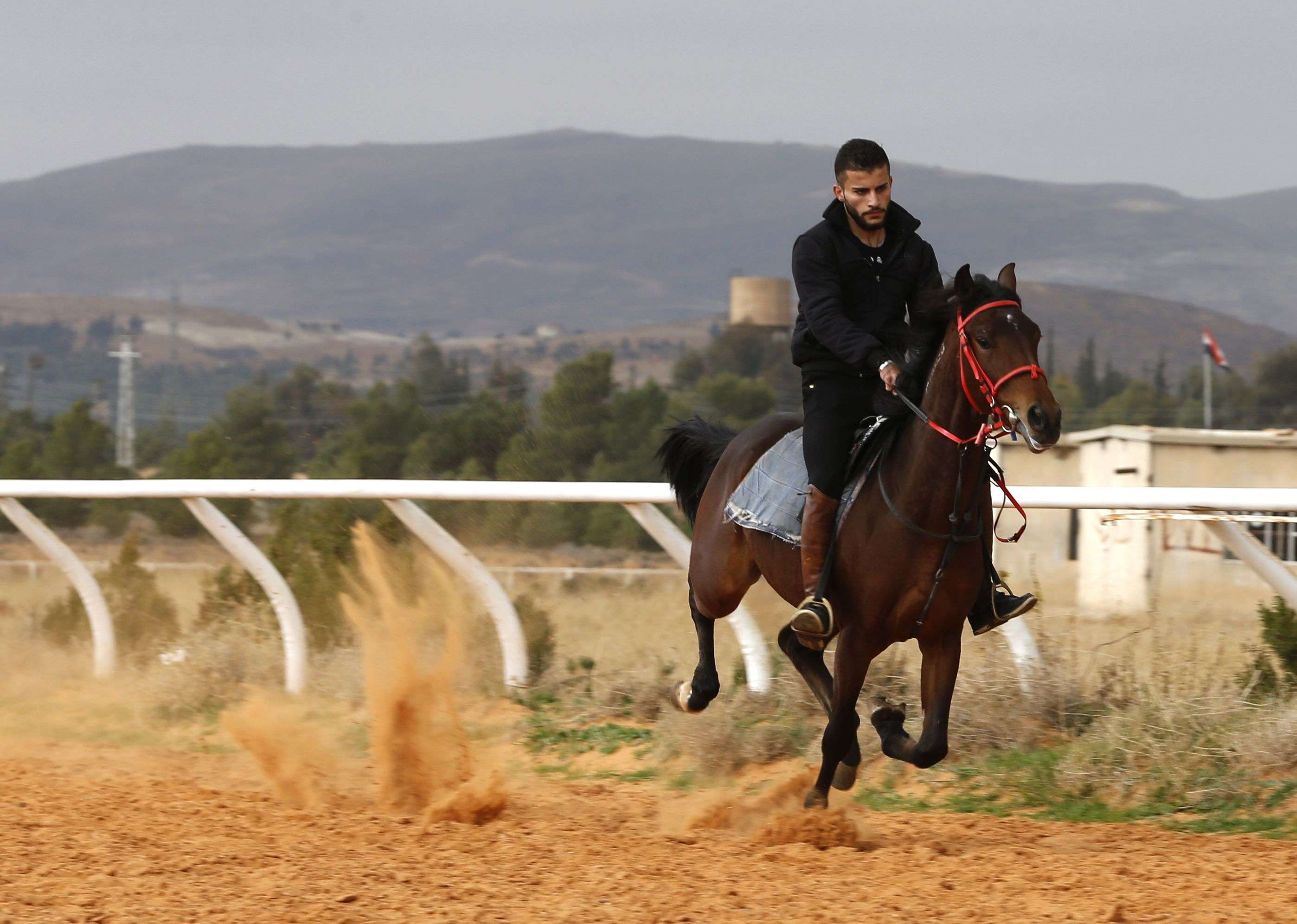 Of the 8,500 horses that Syria registered with the World Arabian Horse Organization (WAHO) in 2011, it has lost 3,000 in the war