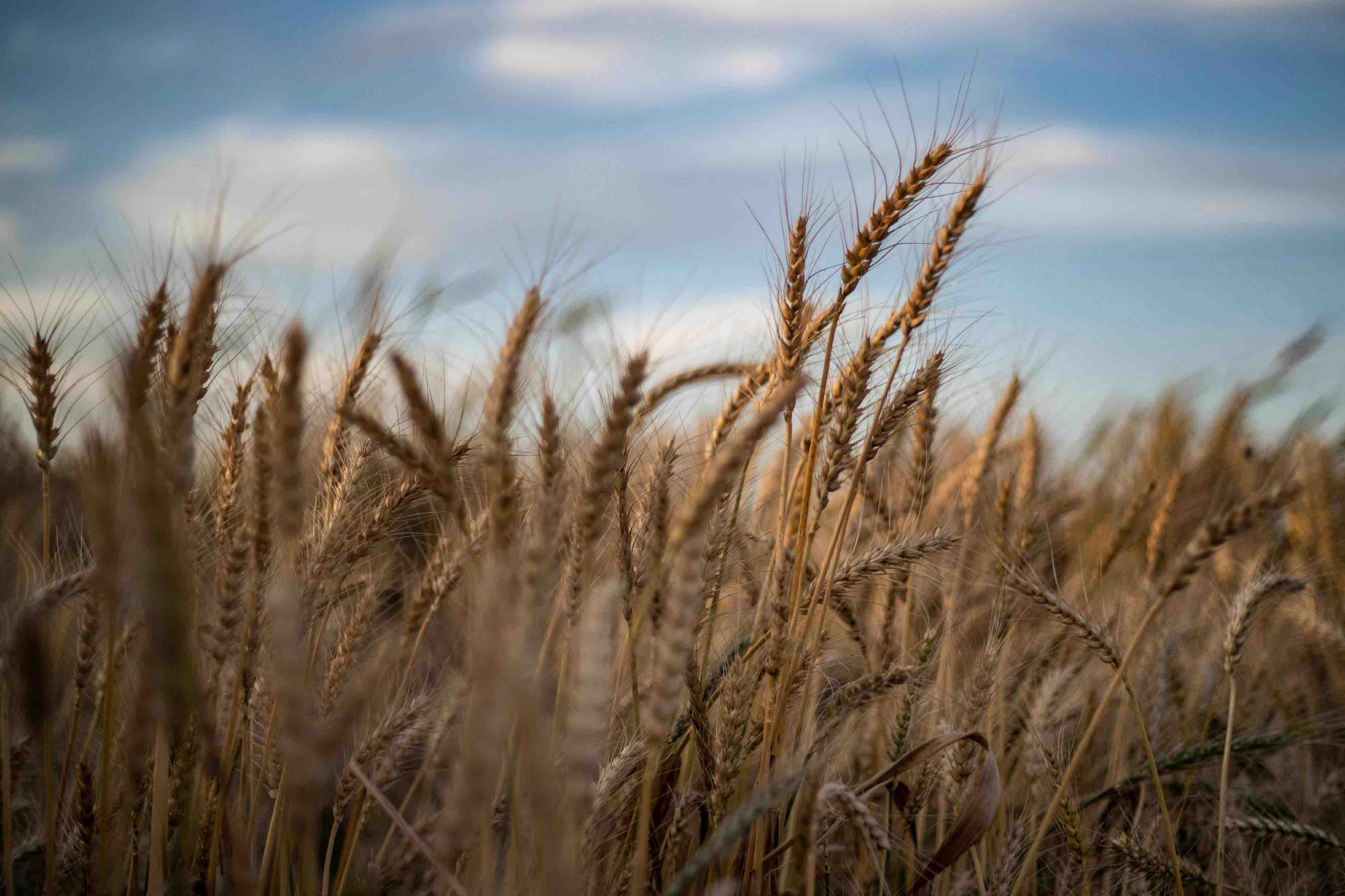 Our "livelihood should not be transformed into a political bargaining chip," said farmer