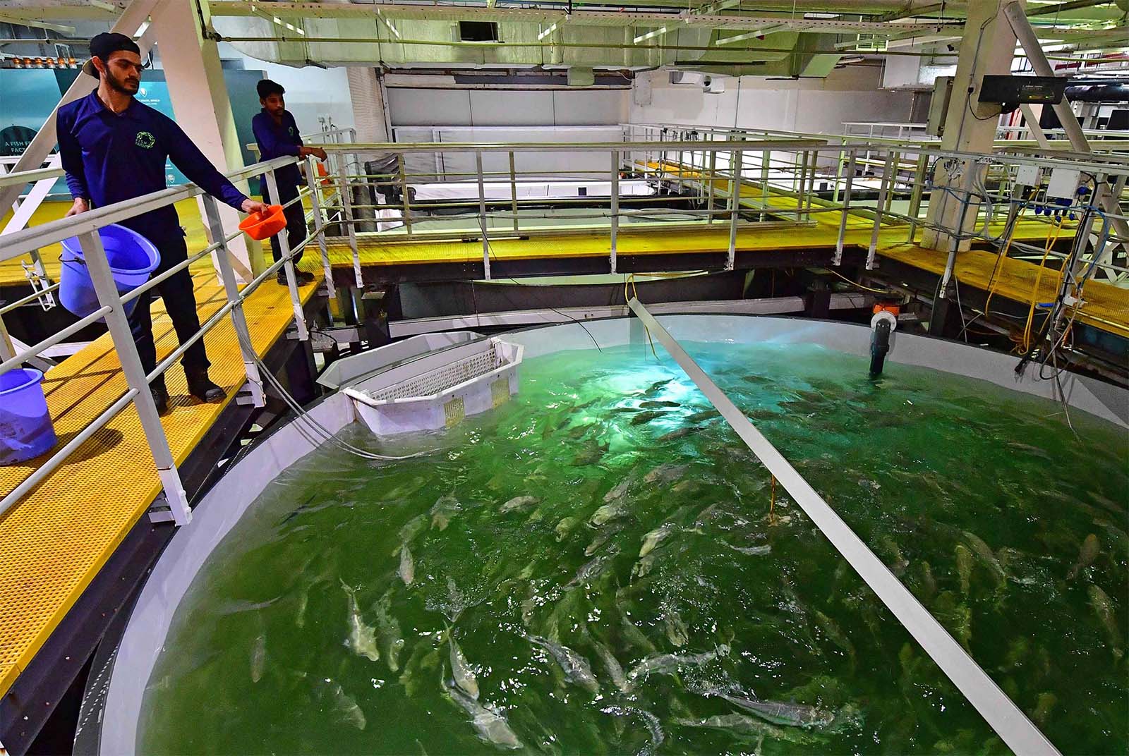 A worker feeds salmon at a Fish Farm facility in Dubai 