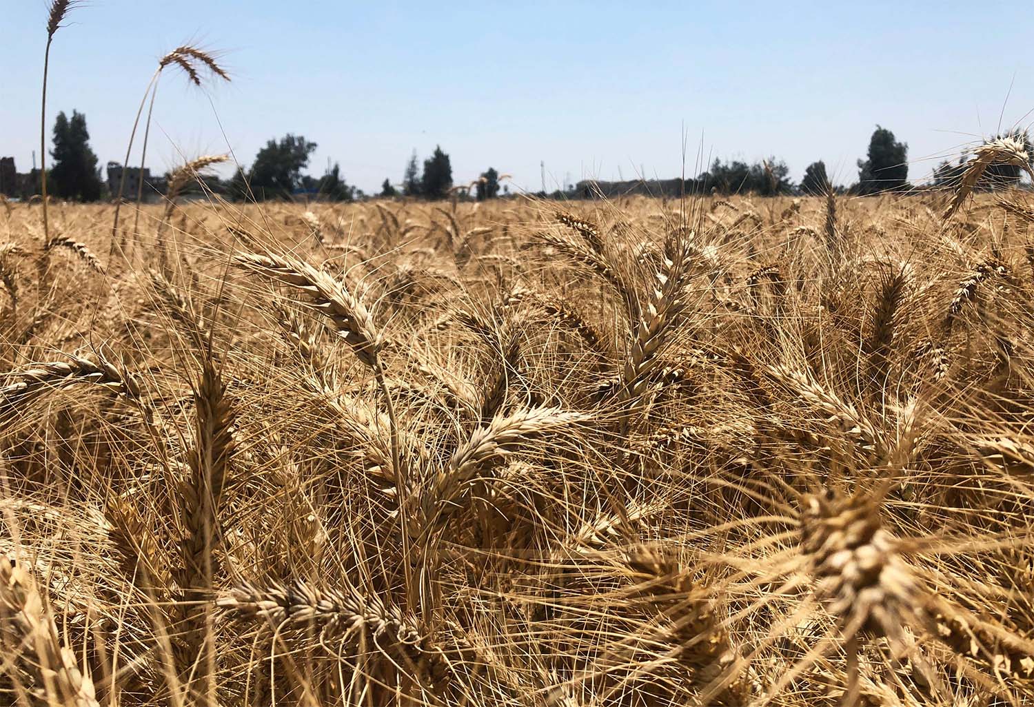 Wheat field