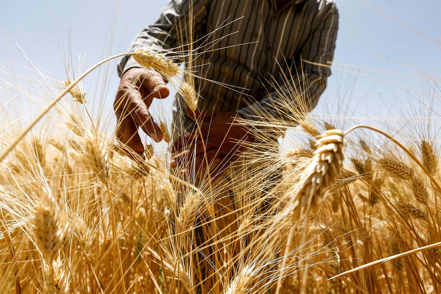 Bonanza year for Syria's harvest