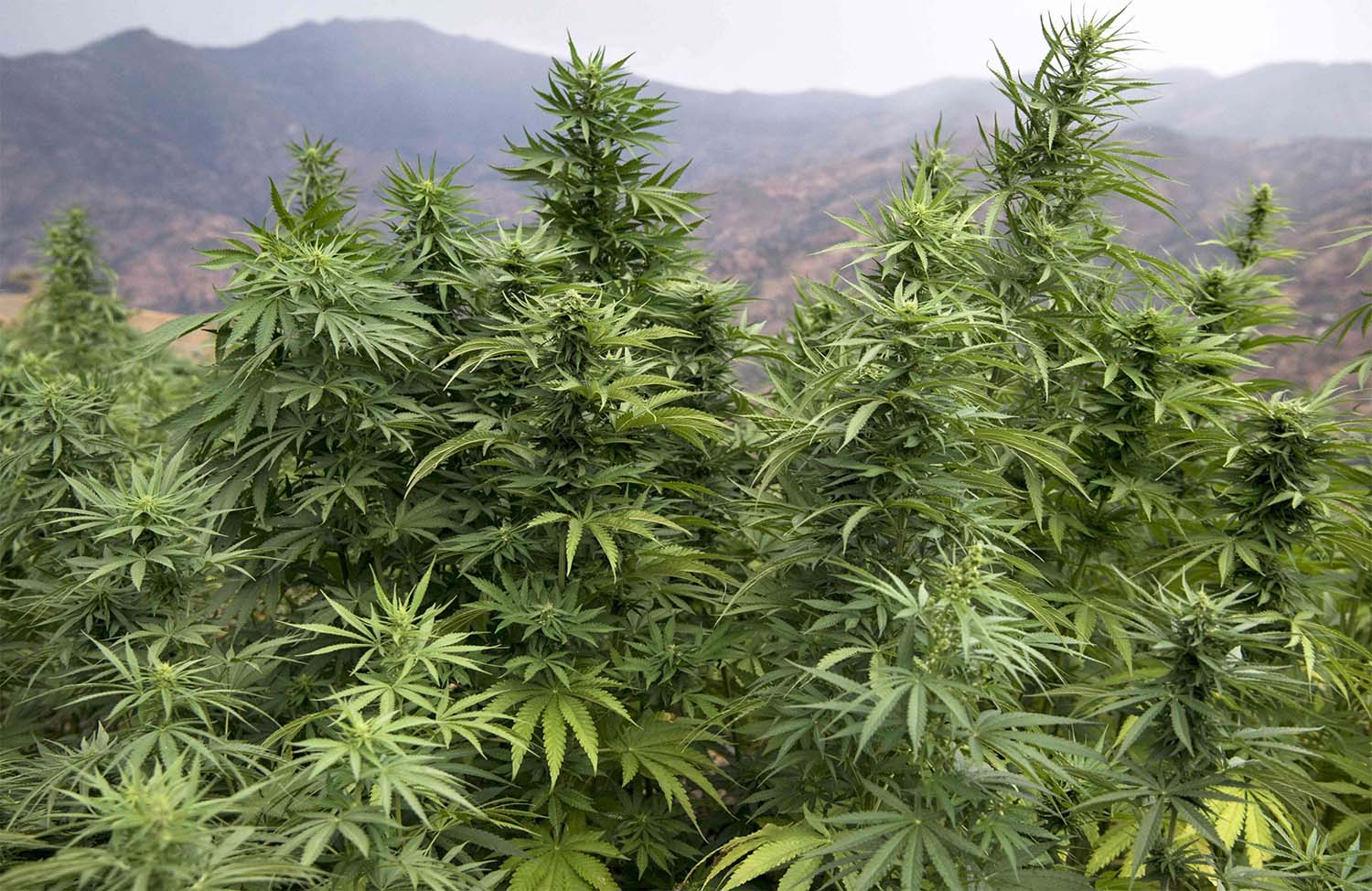The cannabis bill aims to improve farmers' income and create promising and fixed employment opportunities