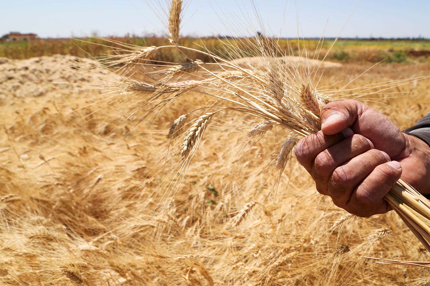 About 70% of wheat production still lies outside of government control 