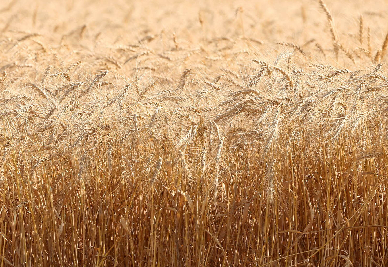 The worst Moroccan drought in 30 years has compromised this year's harvest