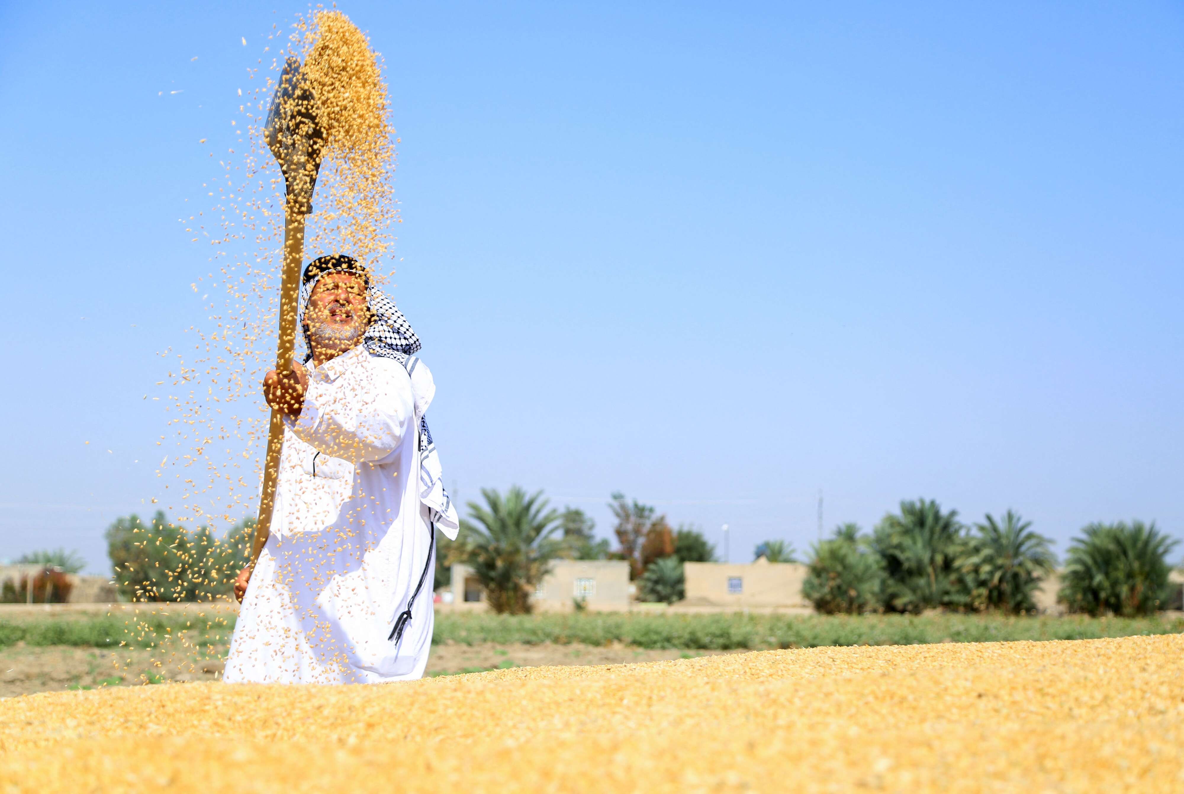 الجفاف والمناخ والحرب تحاصر الحنطة في العراق
