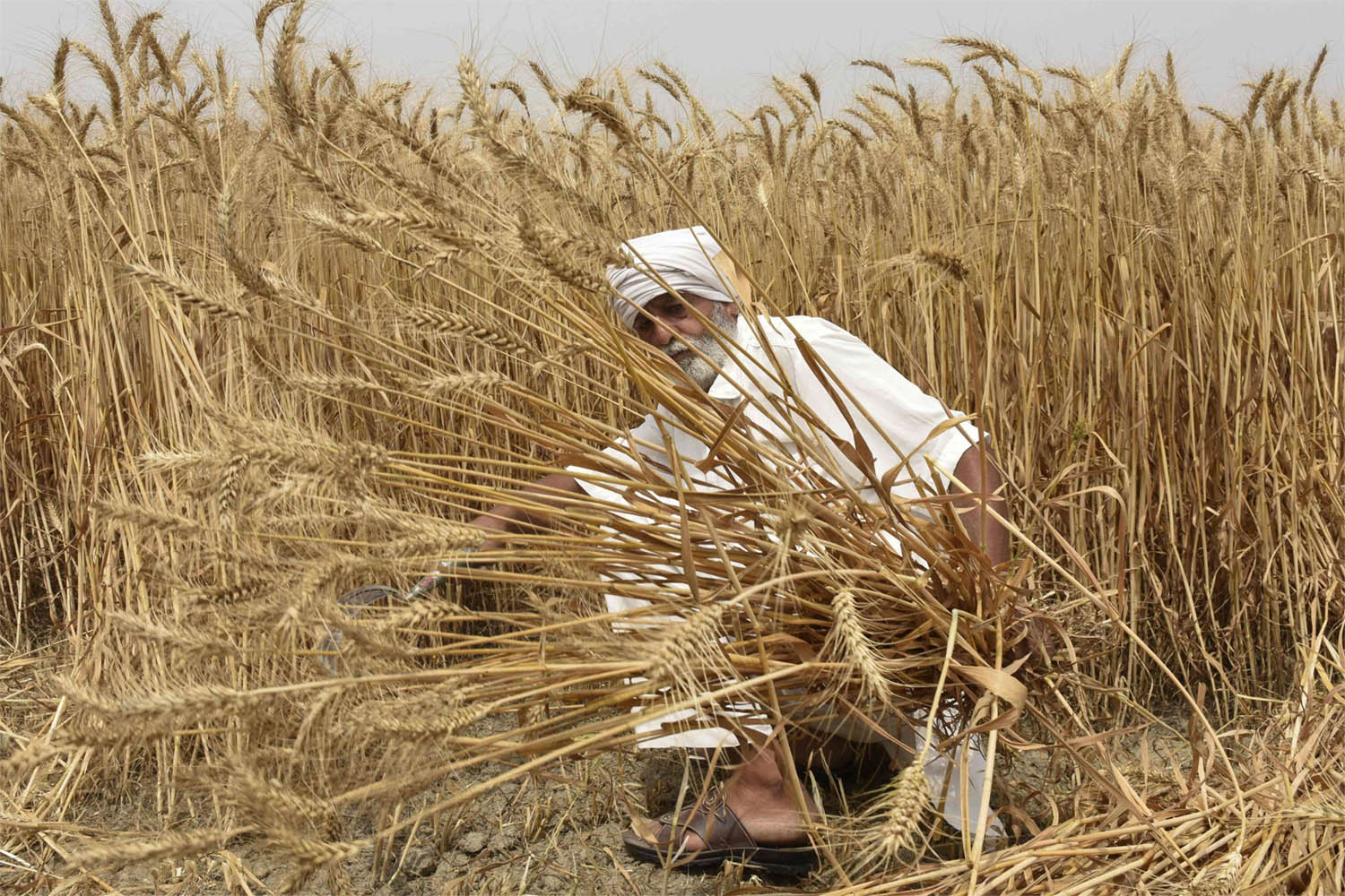 Egypt has agreed to buy half a million tonnes of wheat from India exempt from the export ban