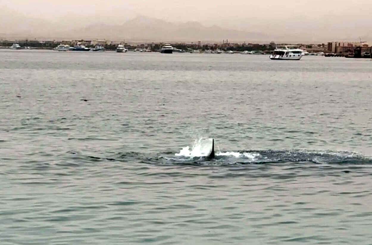 The shark was captured