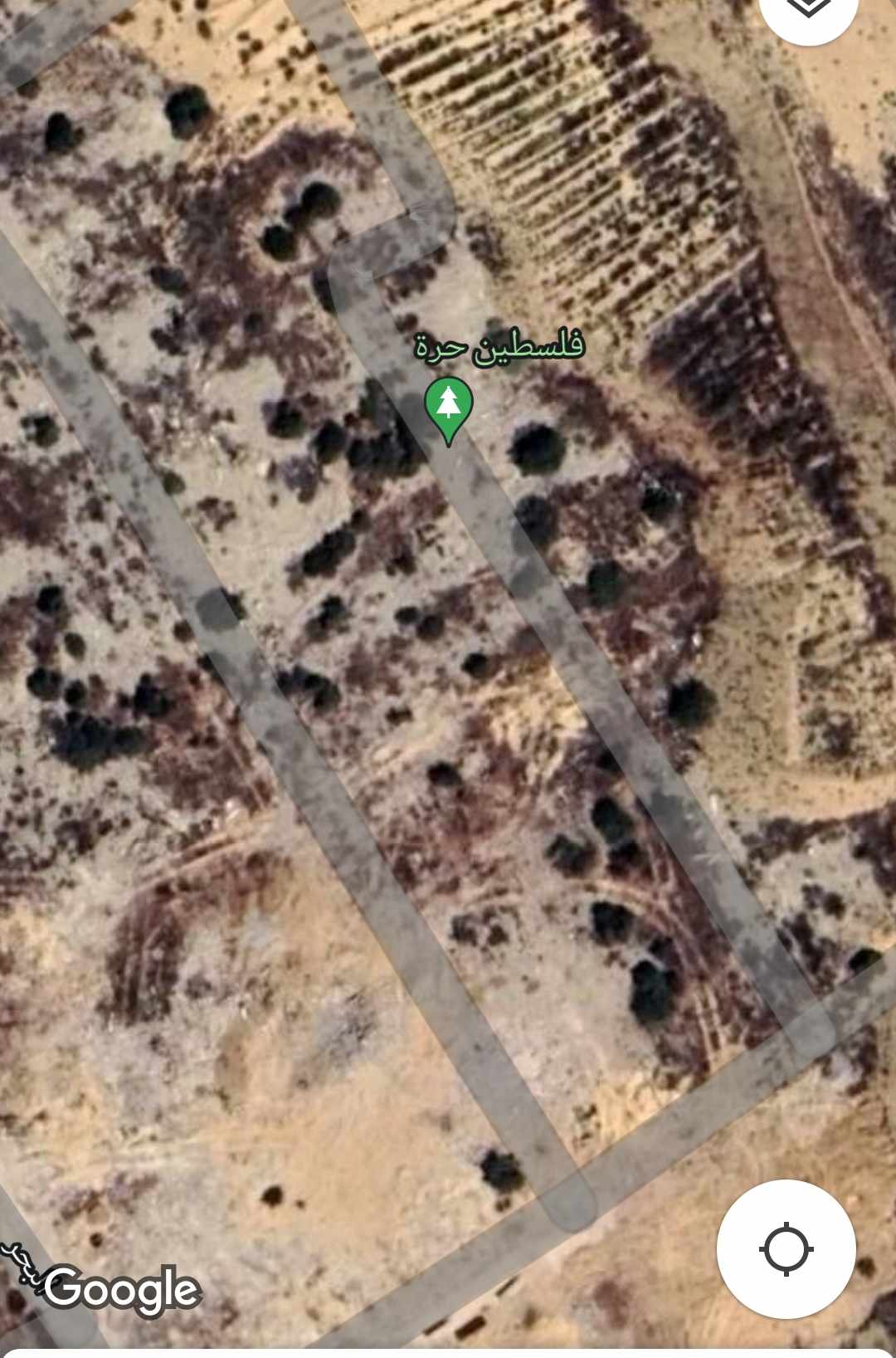رفح