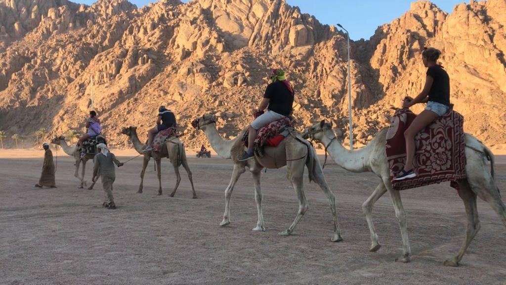 رحلة على الجمال