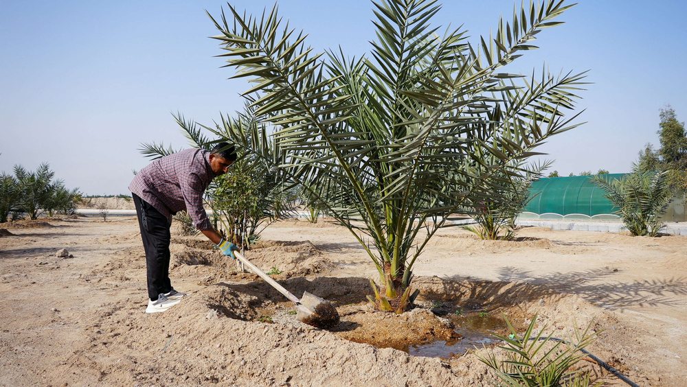 مزارع في البصرة
