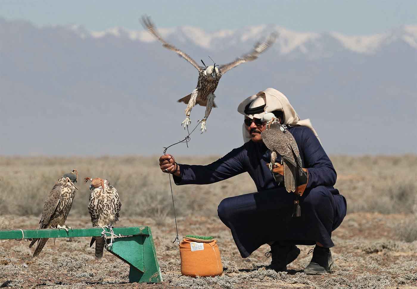 All the released birds will be fitted with GPS trackers and microchips