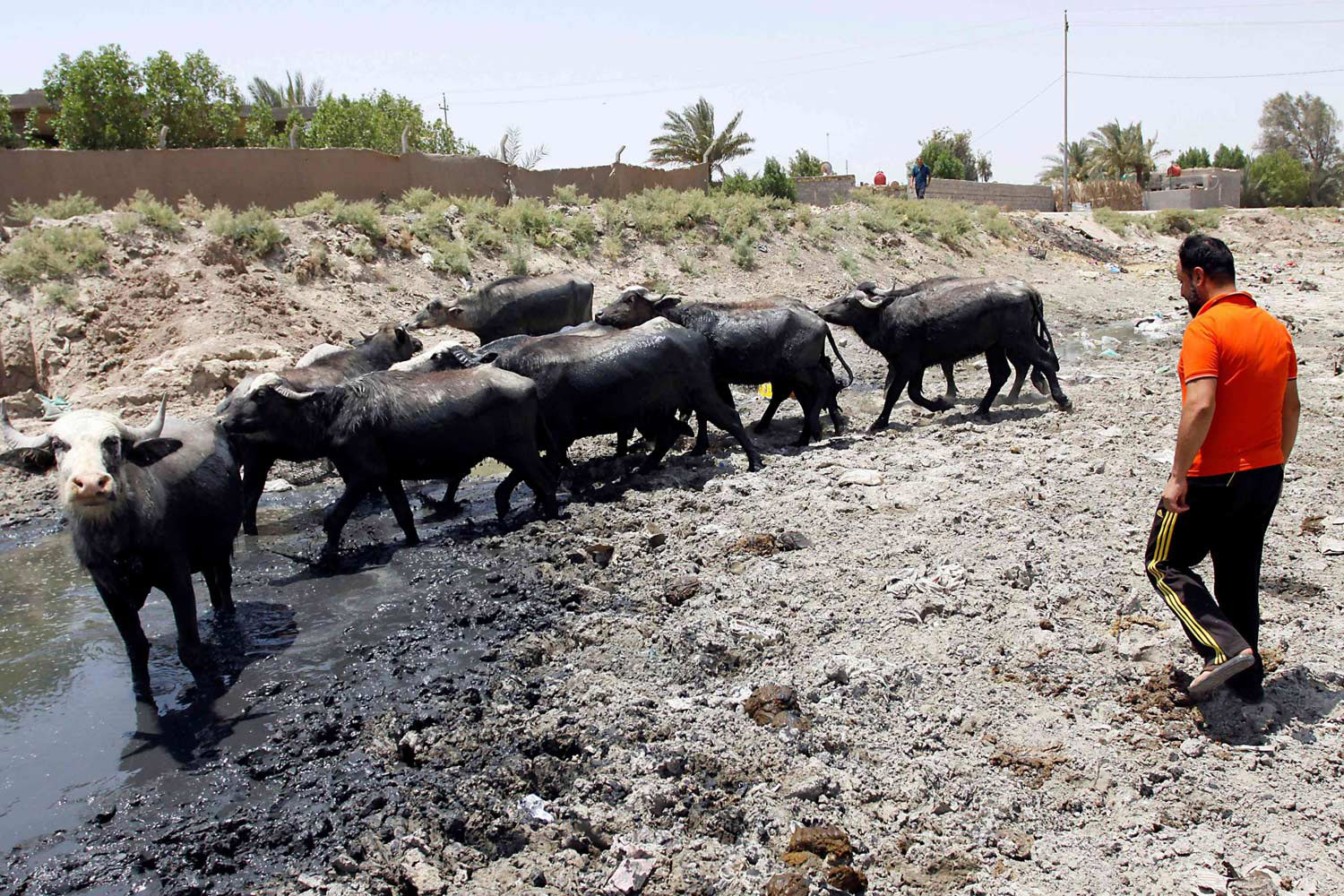 الحوادث التي تسببت بها المواشي قطرة من بيحر التغيير الديمغرافي الذي ينتظر المدينة التاريخية