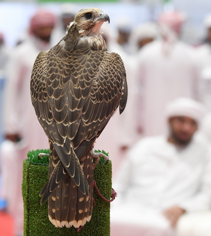 أجمل صقور العالم