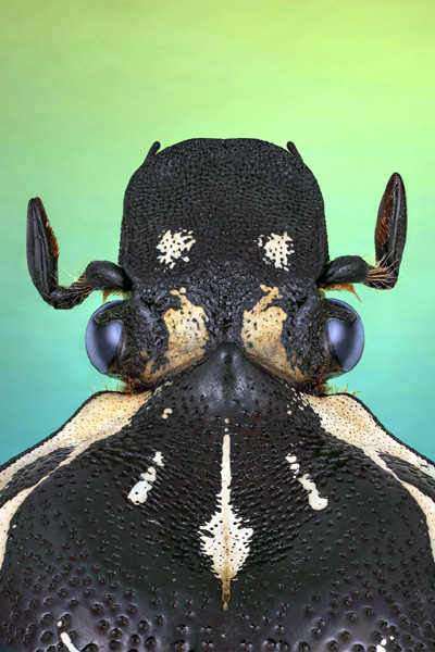 Photographing insects