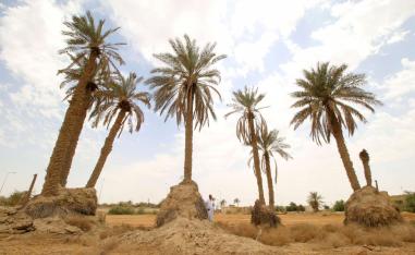 عراقي بالقرب من اشجار نخيل في منطقة تعاني من شح المياه