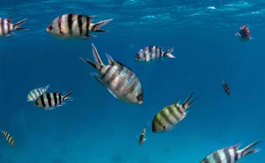  This picture taken on September 7, 2018 shows a male Sergeant major fish (Abudefduf saxatilis) swimming in the Egyptian Red Sea marine reserve of Ras Mohamed, off the southern tip of the Sinai peninsula