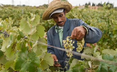 Agriculture accounts for 14.5 percent of Morocco's economy 