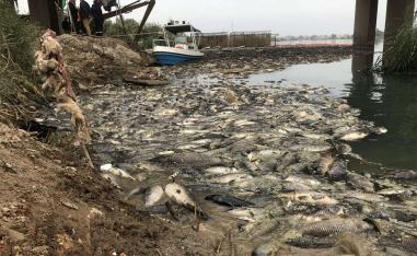Dead carp float in the Euphrates river