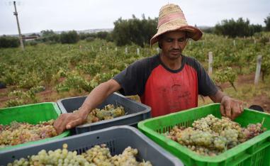 Fisheries and Agriculture, which together account for about 17 percent of Morocco’s GDP, created 9,000 jobs 