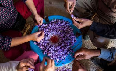 Workers sort and clean saffron flowers during its processing in the Taliouine region 