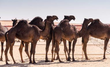 ضوابط ومعايير دقيقة