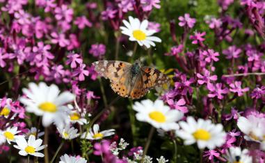 A painted lady butterfly sits on a flower in a field at the village of Mrouj, Lebanon
