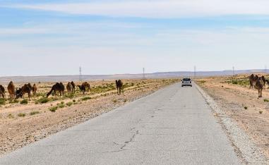 This picture taken on March 30, 2019 shows camels grazing on the sides of a road near the town of Ghadames in Libya's far west near the borders with Tunisia and Algeria.