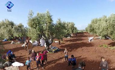 Residents displaced from the latest violence that hit the last rebel stronghold taking refuge in olive orchard near the town of al-Atmeh
