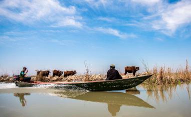 Iraqi marsh-dwellers navigate their canoes in the marshes of the southern district of Chibayish