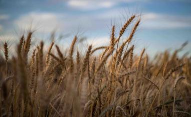 Our "livelihood should not be transformed into a political bargaining chip," said farmer
