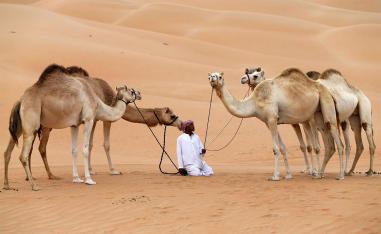 Two tonnes of camel waste can replace one tonne of coal