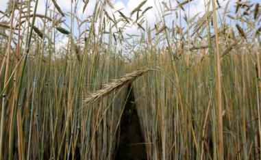 A view shows a field of wheat outside the Siberian city of Krasnoyarsk