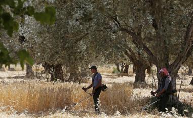 Wheat in Syria is used in the production of flat bread, a subsidised staple