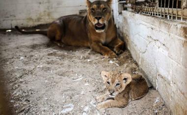 "The first goal is entertainment, not trade. The main reason we reopened the zoo was people in the area that supported us"