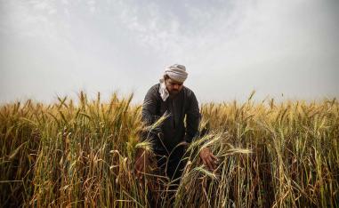 An Egyptian man harvests wheat in Saqiyat al-Manqadi village in the northern Nile Delta province of Menoufia in Egypt