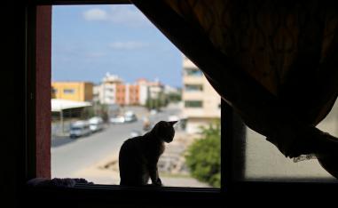 A cat is seen on a window inside the house of a Palestinian man Saeed el-Aer
