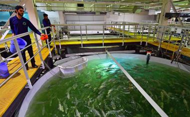 A worker feeds salmon at a Fish Farm facility in Dubai 