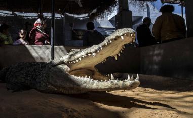 Visitors watch a crocodile bare its teeth in the Nubian village of Gharb Soheil