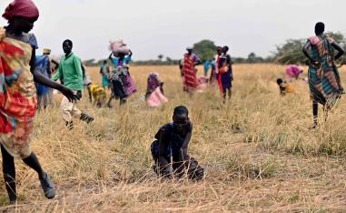 قرويون يجمعون الحبوب التي سقطت في الحقل في جنوب السودان