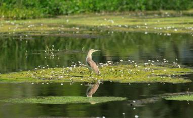 A squacco heron (Ardeola ralloides) is pictured in Lebanon's Ammiq Wetland