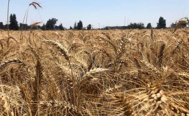 Wheat field