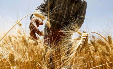 Bonanza year for Syria's harvest