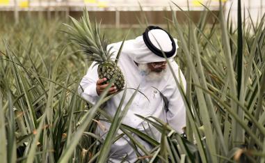  المزارع الإماراتي عبداللطيف البنا يمشي بين أشجار الأناناس في مزرعته الذكية بدبي 