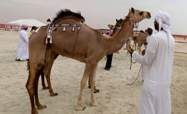 أيام التحكيم وإعلان النتائج